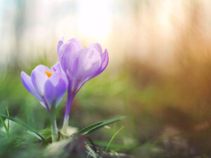 春の花