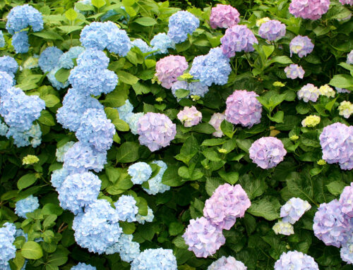 紫陽花でリフレッシュ