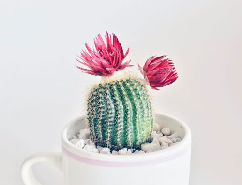 来年ちょっとしたやりたいことができました